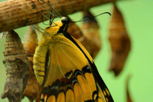 Decorative image representing cultural change of a yellow butterfly hatching from a chrysalis.