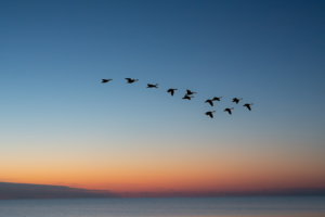 Decorative image to represent leading to a destination of birds flocking over the sea at sunset.